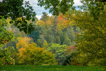 autumn in the forest