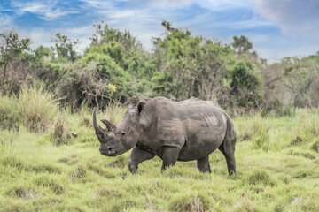 White rhinoceros (Ceratotherium simum) with calf in natural habitat, South Africa