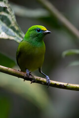 Fototapeta na wymiar Beautiful tanager Blue-naped Chlorophonia, Chlorophonia cyanea, exotic tropical green songbird from Colombia. Wildlife from South America. Birdwatching in Colombia
