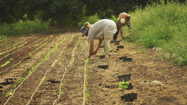 Young men working on an organic farm, bending over and planting lettuce crops
