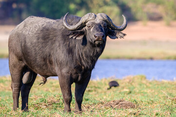 African Male Buffalo on the Chobe River in Botswana.