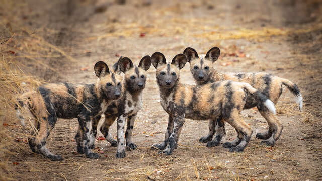 African Wild Dog pups posing for their photo. They were running and fooling around as young ones do and then suddenly stopped, stood in a row and posed for a photograph.
