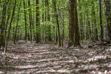 Narrow pathway in a green forest, Warsaw, Poland. Fresh lush foliage, old withered leaves on a hiking trail. Selective focus on the details, blurred background.