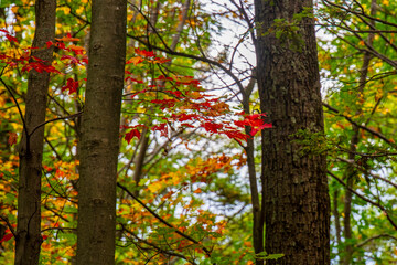 red maple tree in autumn