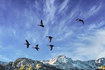 雪山を背景に飛ぶ野鳥の群れ