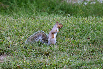 squirrel in the grass
