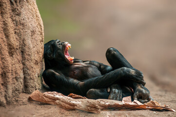 lying west african chimpanzee relaxes