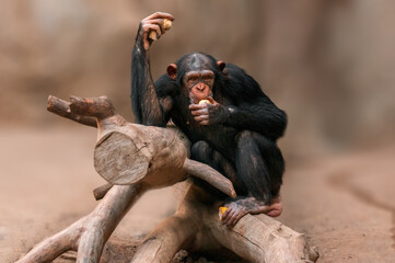 sitting west african chimpanzee relaxes