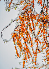 Bunches of orange sea buckthorn berries covered with snow and ice.