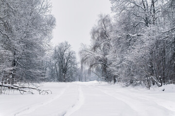Obraz premium Winter forest landscape with snow-covered trees and a snowy path and snowdrifts.