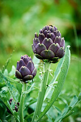 artichoke on a plant