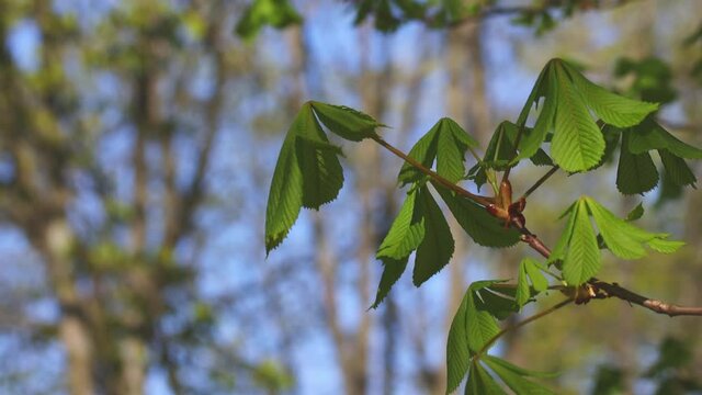 young green leaf of conker common horse chestnut tree, new shoots leaves of plant in springtime day. aesculus hippocastanum sprouts. fresh seedlings of cancer tree