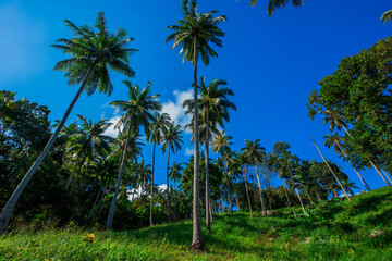Wide angle natural background of coconut trees Up on the beach on the island, there is a blur of the sea breeze blowing, bright blue sky in summer.