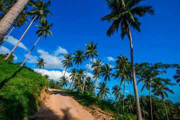 Obraz premium Wide angle natural background of coconut trees Up on the beach on the island, there is a blur of the sea breeze blowing, bright blue sky in summer.