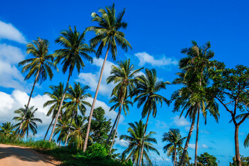 Wide angle natural background of coconut trees Up on the beach on the island, there is a blur of the sea breeze blowing, bright blue sky in summer.