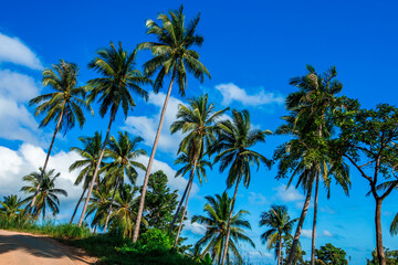 Fototapeta na wymiar Wide angle natural background of coconut trees Up on the beach on the island, there is a blur of the sea breeze blowing, bright blue sky in summer.