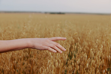 human hand Spikelets of wheat sun nature agriculture Lifestyle unaltered