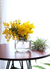 花瓶に入れたミモザとエアプランツ、春のインテリア