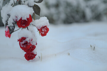 Pokryte śniegiem kwitnące róże. Ogród zimą. Kwitnące kwiaty pokryte śniegiem w ogrodzie. Zimowe zdjęcia kwiatów zimą w śniegu. 
