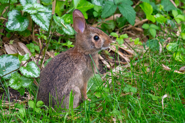 rabbit in the grass
