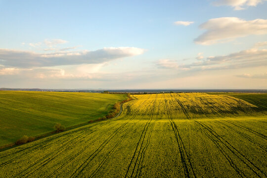 Aerial view of bright green agricultural farm field with growing rapeseed plants at sunset. © bilanol
