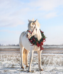 Isabella pony stands in a field with a New Year's wreath around her neck against the backdrop of a bright winter sky