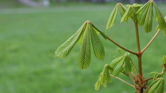 young green leaf of conker common horse chestnut tree, new shoots leaves of plant in springtime day. aesculus hippocastanum sprouts. fresh seedlings of cancer tree