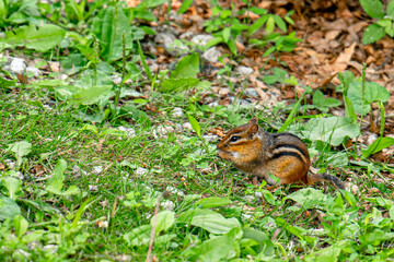 chipmunk