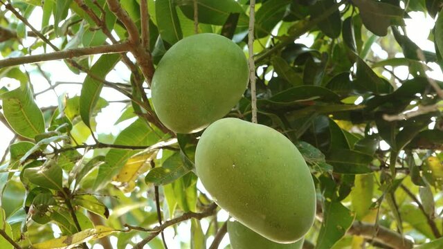 The green raw mango fruit is hanging on the tree, closeup view