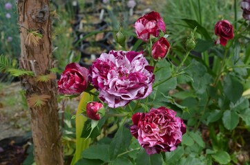 Blooming striped rose 'Ferdinand Pichard'