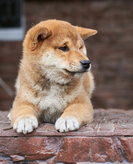 Shiba Inu puppy lies on the porch near the house