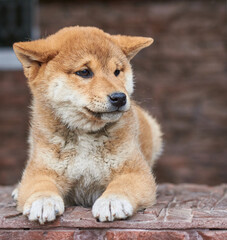Shiba Inu puppy lies on the porch near the house