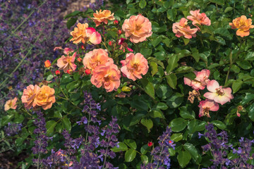 flowers in the garden