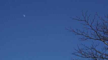 moon and tree