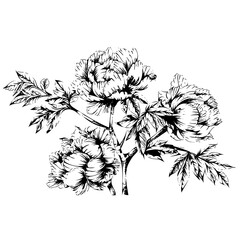 hand drawn illustration of peonies in engraved style, isolated on white background