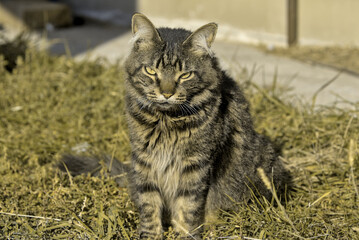Naklejka na ściany i meble A beautiful cat carefully examines the surroundings. Domestic cat outdoors. Pets. Sunny day.