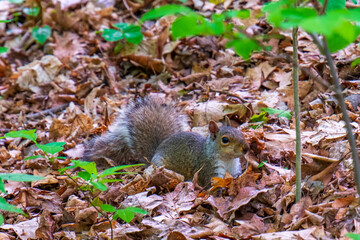 squirrel