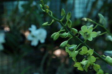 Orchid Flower Garden Photos- Natural