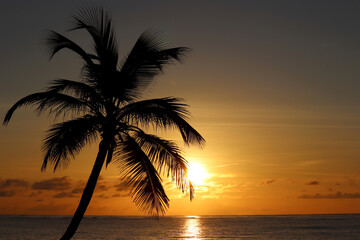 Naklejka na ściany i meble Silhouette of coconut palm tree on sea and sunset sky background. Tropical beach, sun in shining through palm leaves, paradise nature