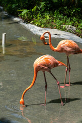 Flamingos drink water at the zoo