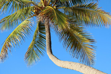 Coconut palm with coconuts on clear blue sky background. Tree on a tropical beach