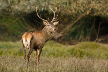 Portrait of red deer stag on the river bank in autumn
Red deer (Cervus elaphus)
Slovakia