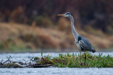 Portrait of grey heron standing on the small grassy island in river, (Ardea cinerea), Slovakia