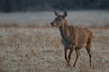 Red deer female walking on the fronezn meadow, wildlife (Cervus elaphus)
Slovakia