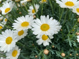 G&auml;nseblume - Daisy Flower