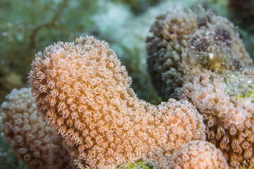 Close up, macro of coral morphology in the reef of the Caribbean Sea, Curacao