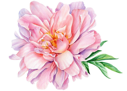 Peony flower isolated on white background, watercolor drawing, pink color