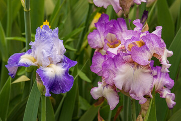 iris flower close up