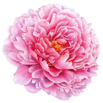 Flower isolated on white background, watercolor botanical illustration, pink Peony