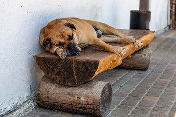 Old Yellow Dog Sleeping on a Bench